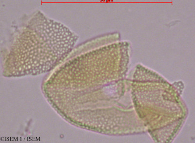 Periandra mediterranea - lame n° 28901